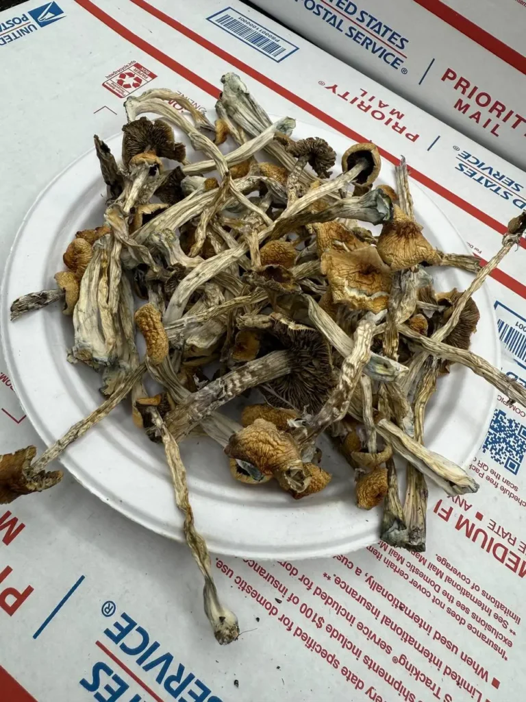 Golden Teacher shrooms