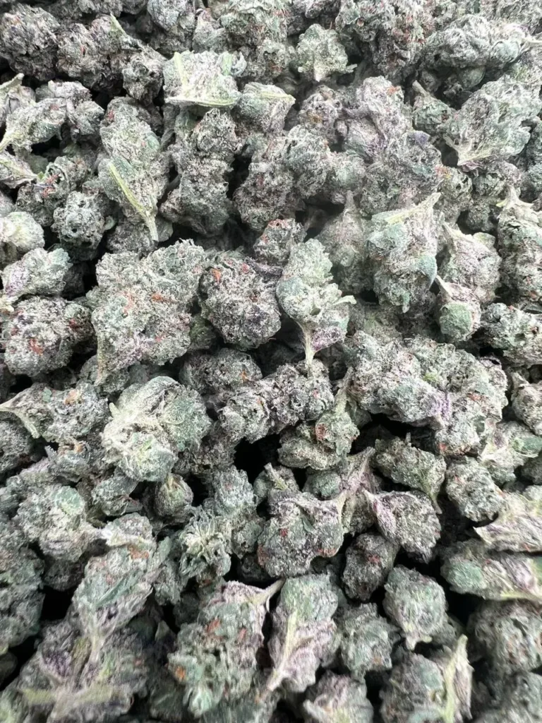 INDOOR BLUE JEALOUSY SMALLS