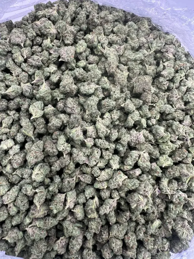INDOOR BLUE JEALOUSY SMALLS