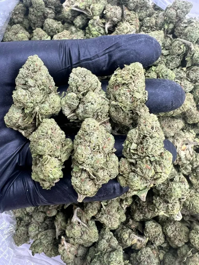 WHITE GUSHERZ