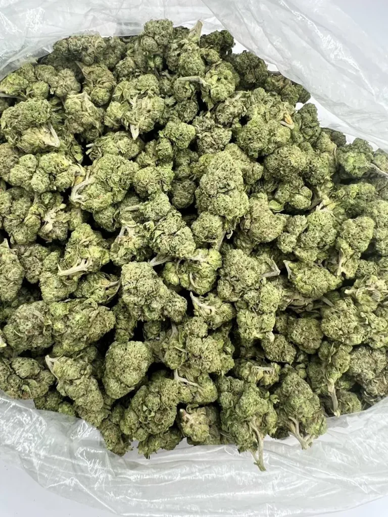 WHITE GUSHERZ
