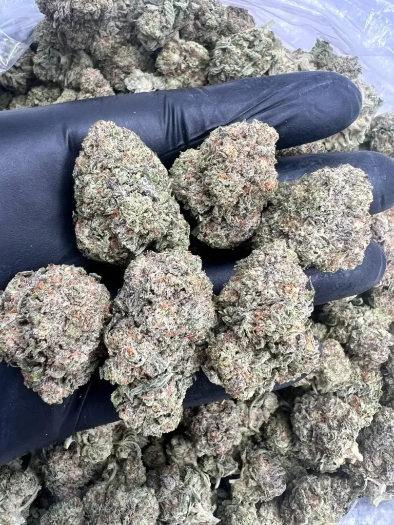 INDOOR BLACK GORILLA GAS