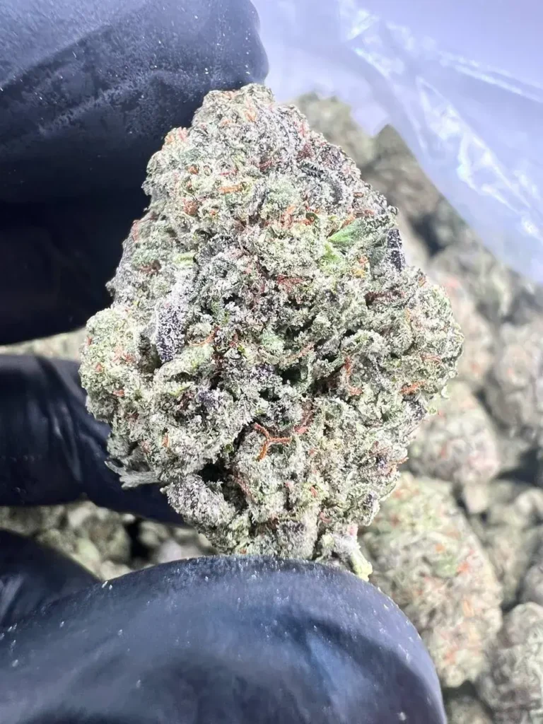 INDOOR BLACK GORILLA GAS