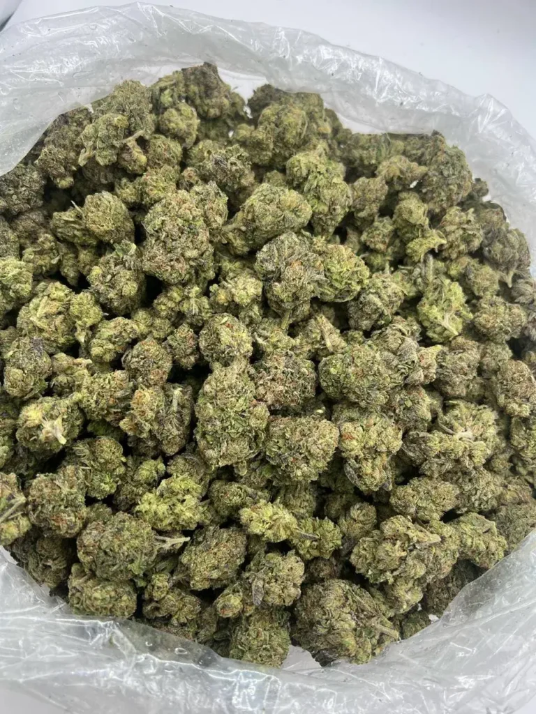 INDOOR BLUE WARHEADZ