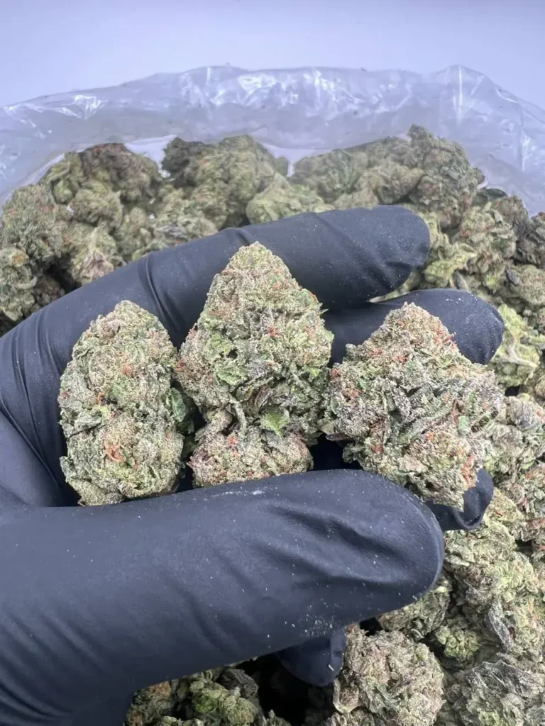 INDOOR BLUE WARHEADZ