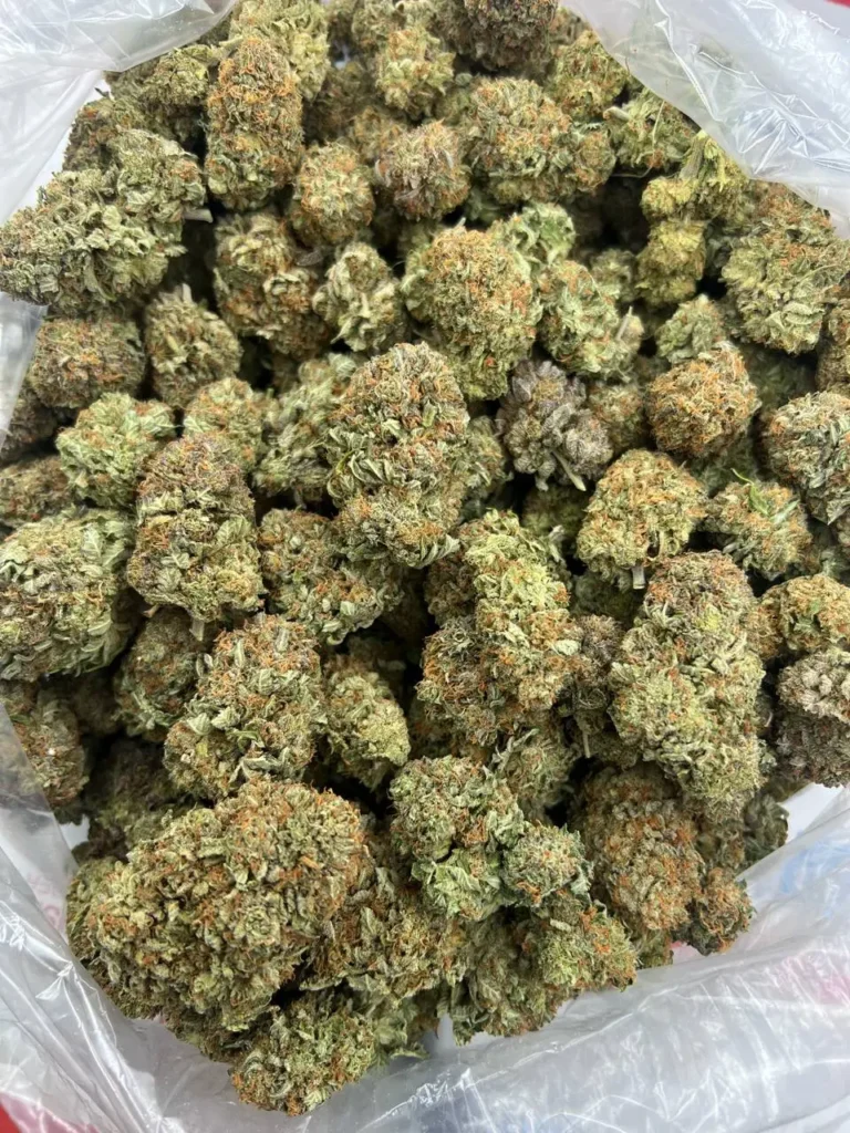 PLATINUM BUBBA