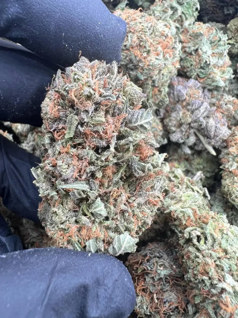 PLATINUM BUBBA