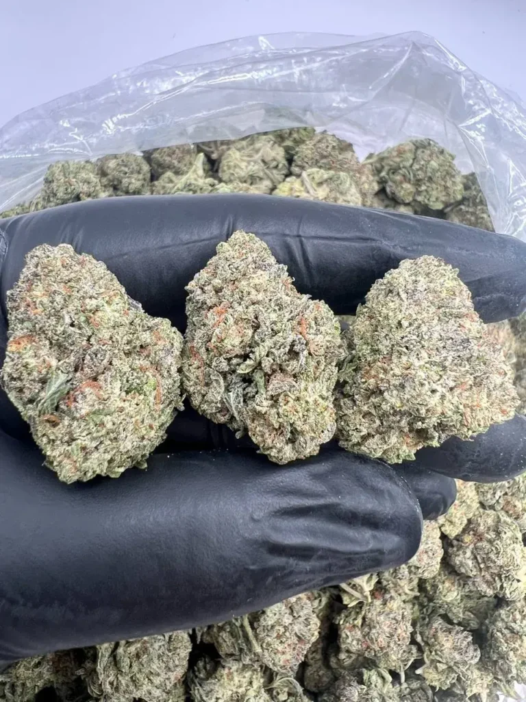 INDOOR BLACK GORILLA GAS
