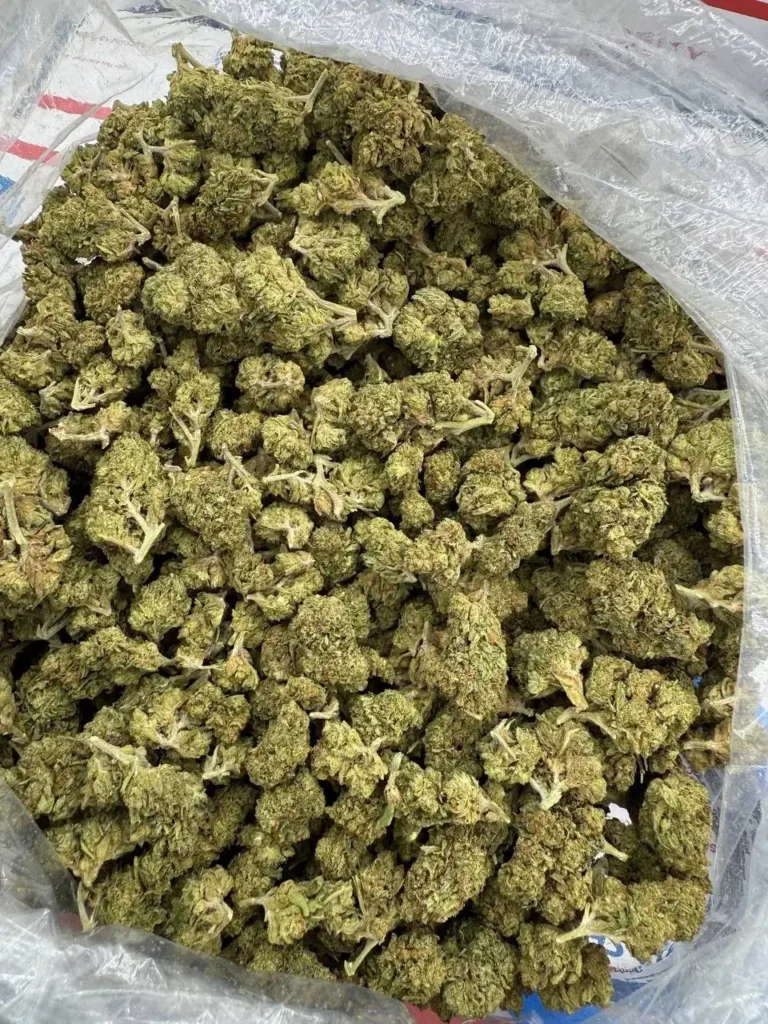 Tahoe OG